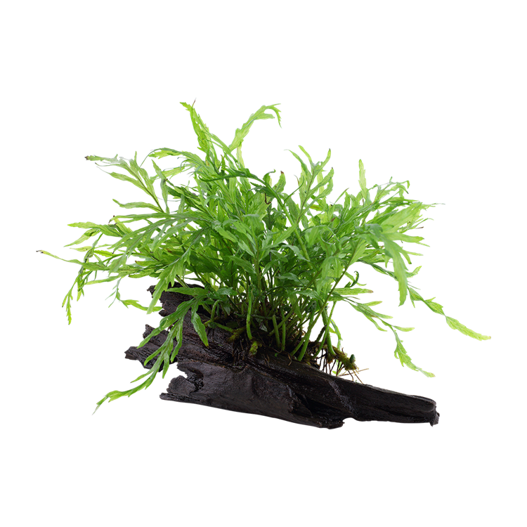 Planta acvariu Bolbitis heudelotii pe lemn - imagine 6